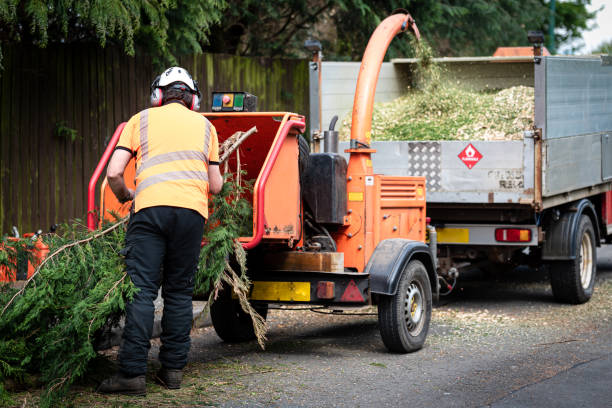 Best Arborist Services Near Me  in Woodlake, VA